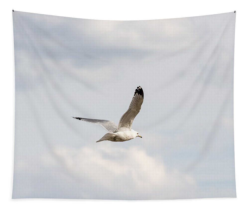 Gull Tapestry featuring the photograph Gull in Flight by Holden The Moment