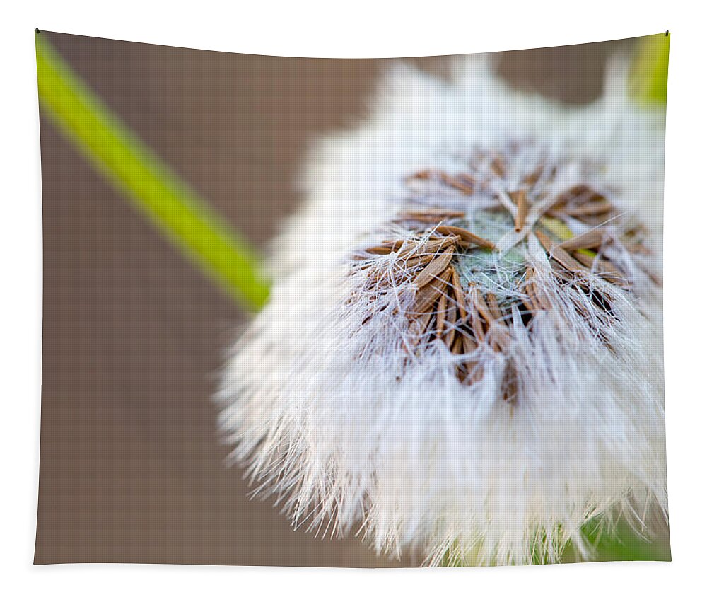 Abstract Tapestry featuring the photograph Hairy Seed Pod by SR Green