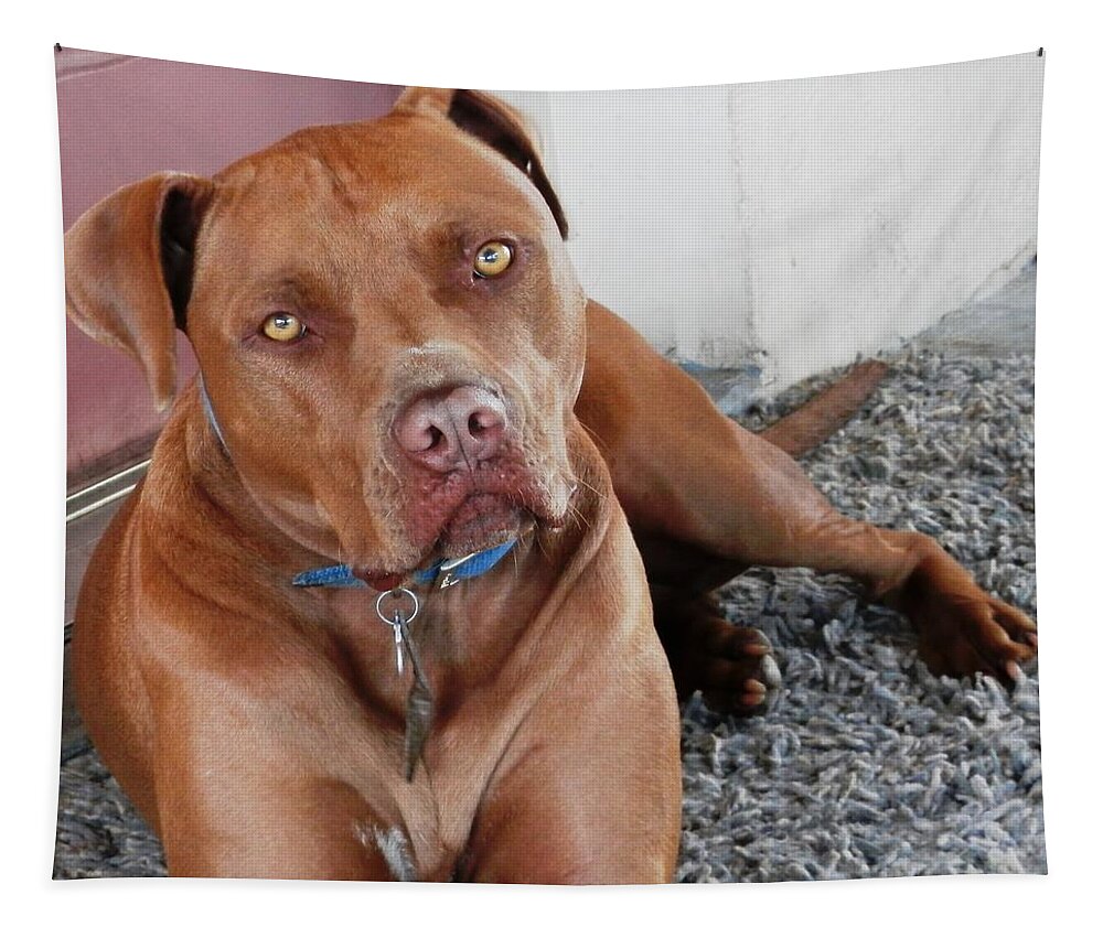 Beautiful Tapestry featuring the photograph Handsome Red Nose Pit JAK by Belinda Lee