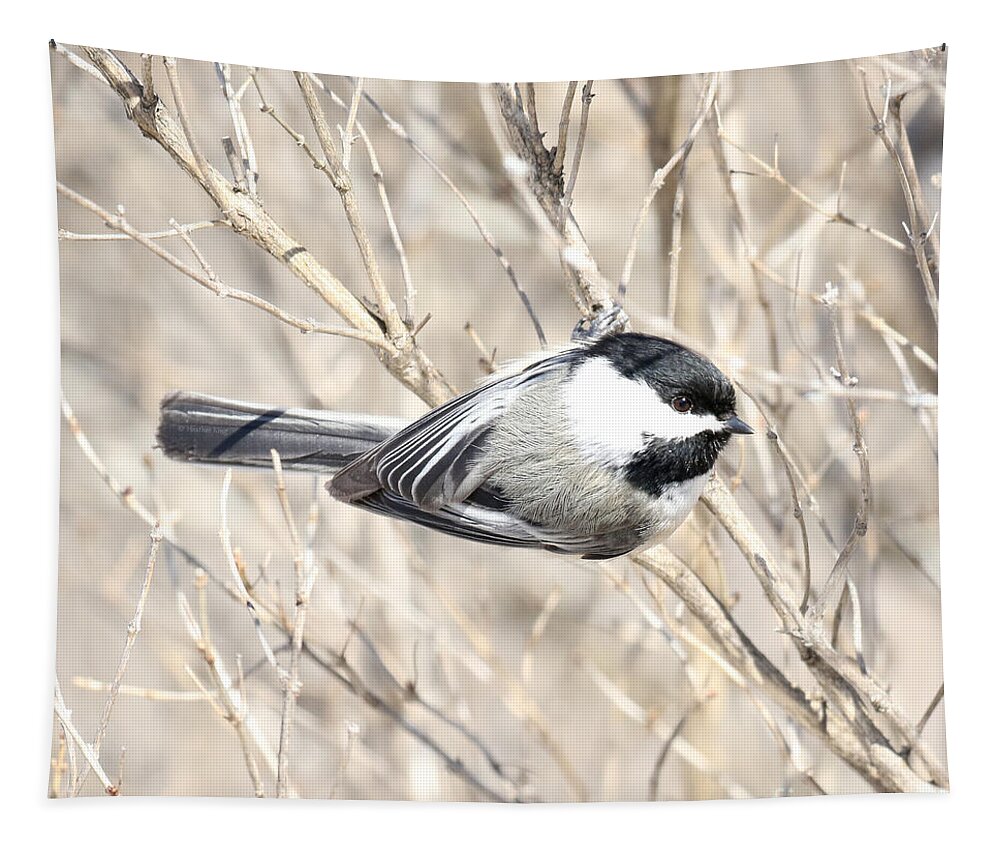 Chickadee Tapestry featuring the photograph Hanging in there by Heather King
