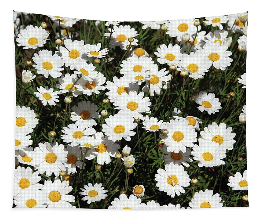Daisy Tapestry featuring the mixed media Happy Daisies- Photography by Linda Woods by Linda Woods