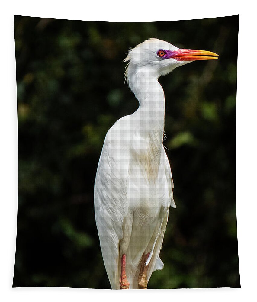 Hawaiian Tapestry featuring the photograph Hawaiian Cattle Egret 2 by Christy Garavetto