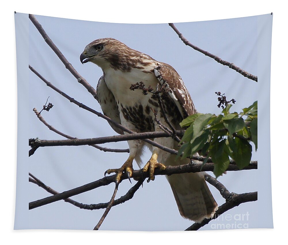 Hawk Tapestry featuring the photograph Hawk Before The Kill by Robert Alter Reflections of Infinity