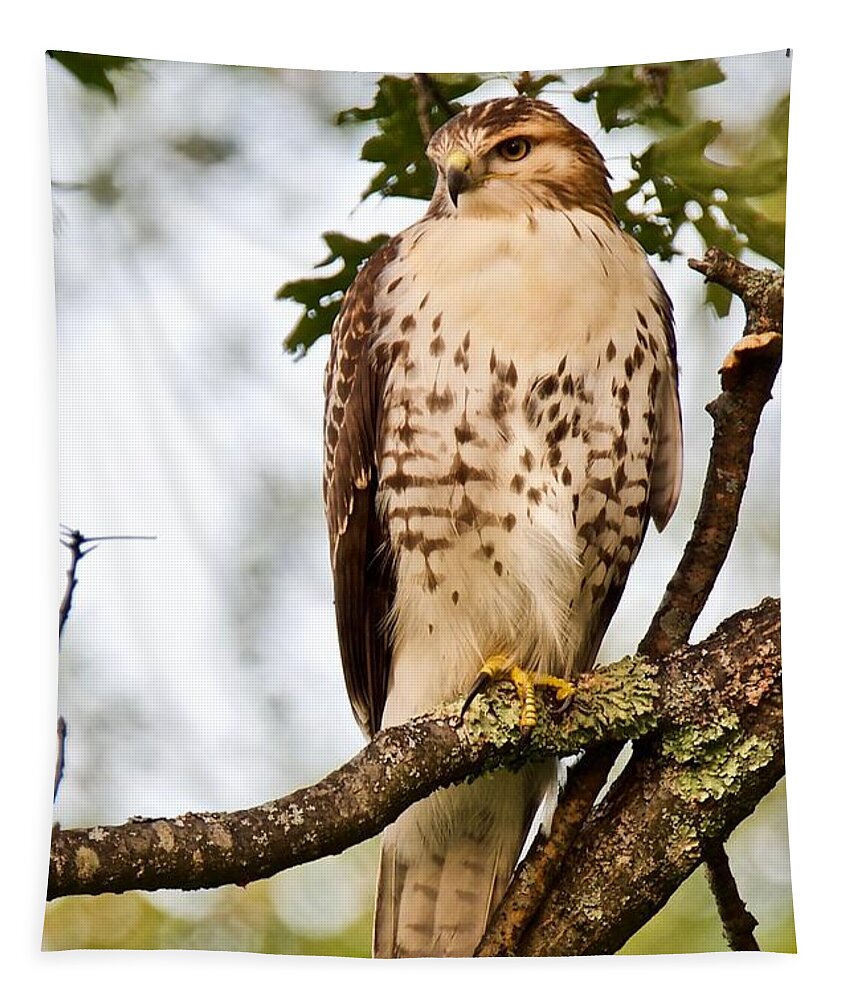 Hawk Tapestry featuring the photograph Hawk in Evening Light by Michael Peychich