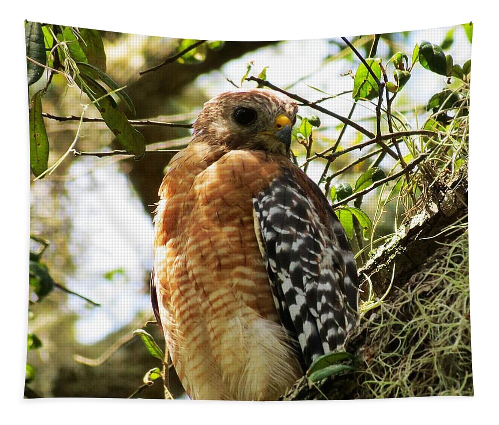 Birds Of Prey Tapestry featuring the photograph Hawk taking a rest on a tree in Lakeland Florida by Adrian De Leon Art and Photography