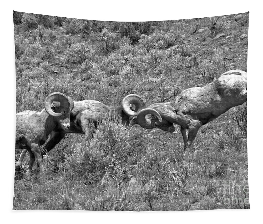 Bighorn Tapestry featuring the photograph Head To Head At Yellowstone 2018 Black And White by Adam Jewell