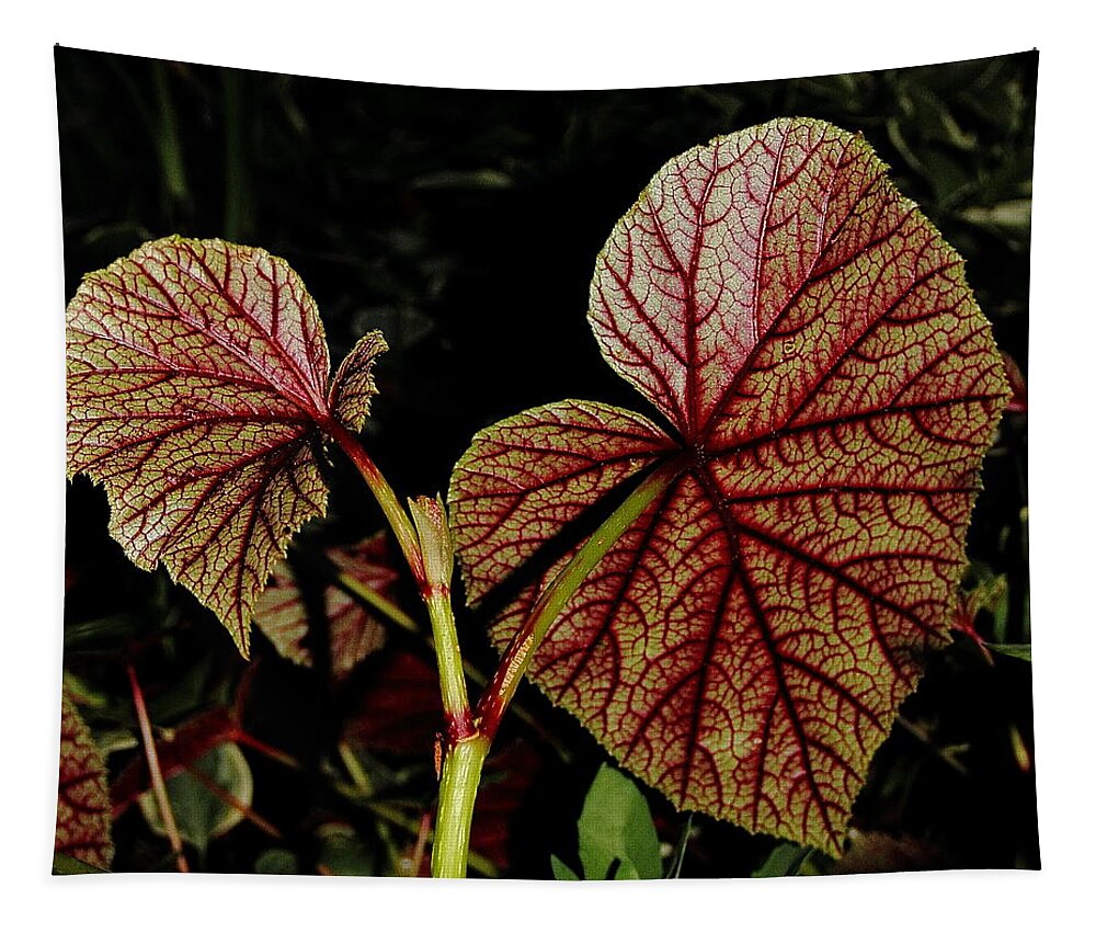 Begonia Tapestry featuring the photograph Hearty Begonia Backside by Allen Nice-Webb