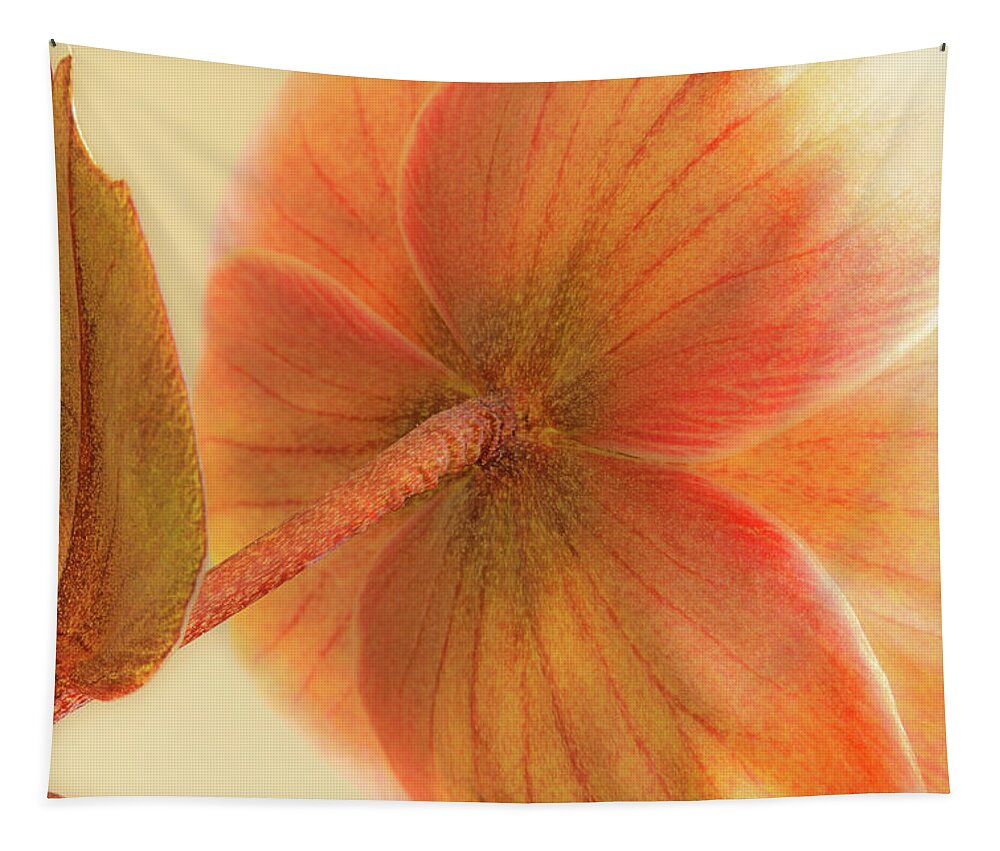 Flower Tapestry featuring the photograph Hellebore by Bob Cournoyer