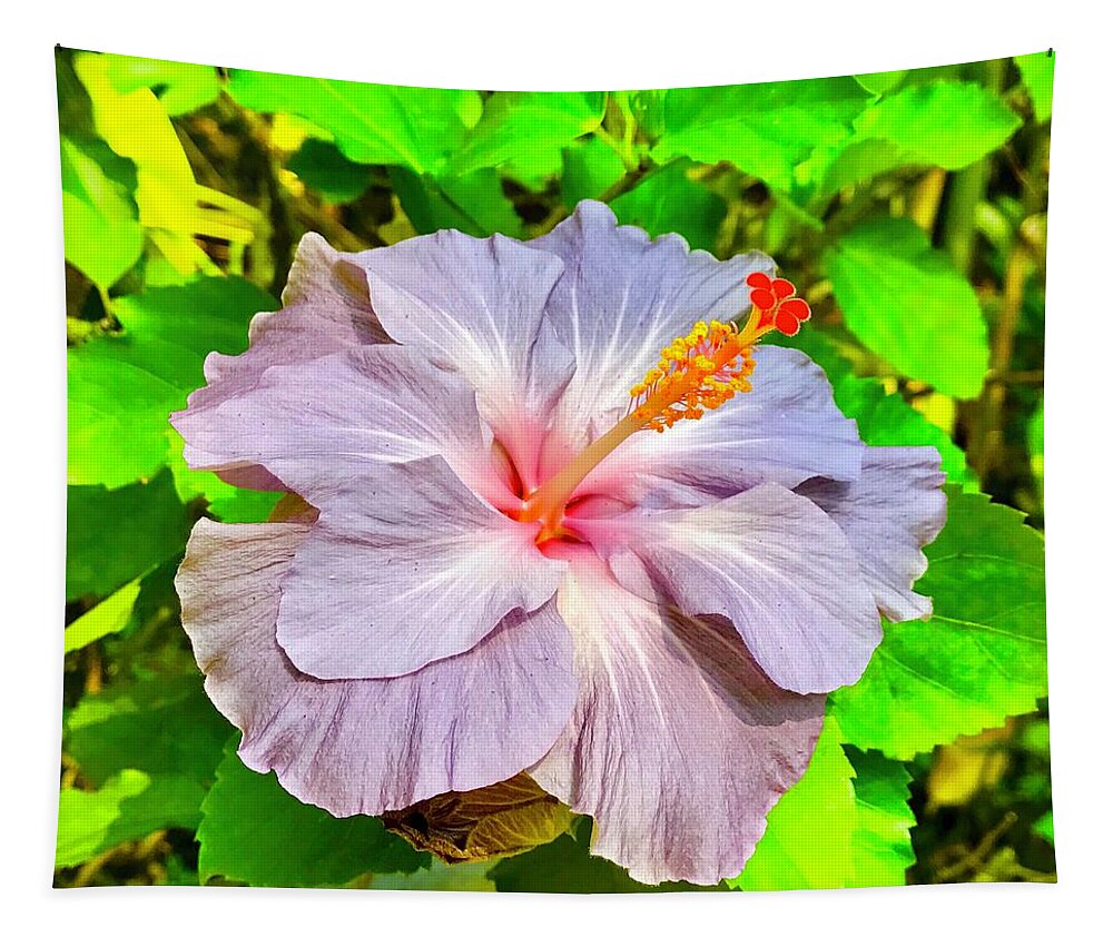 Hibiscus Adele 1 Flowers Of Aloha Lavender Tapestry featuring the photograph Hibiscus Adele 1 by Joalene Young