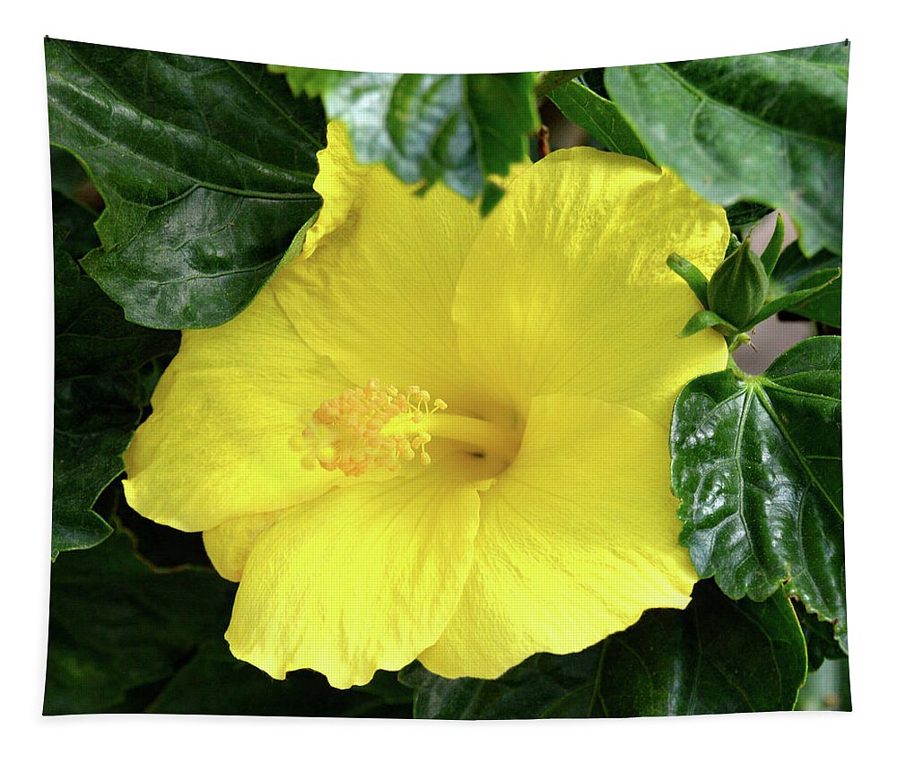 Hibiscus Tapestry featuring the digital art Hibiscus Heaven by Kathy Kelly