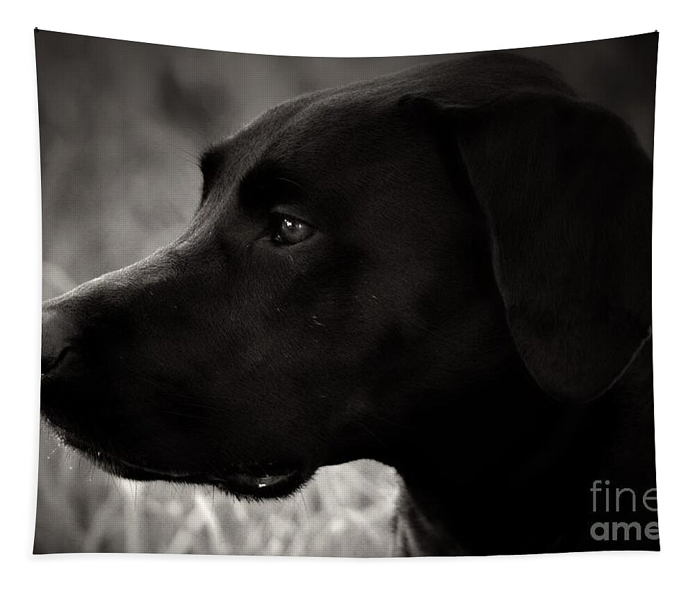 Black Dog Tapestry featuring the photograph High Gloss by Clare Bevan