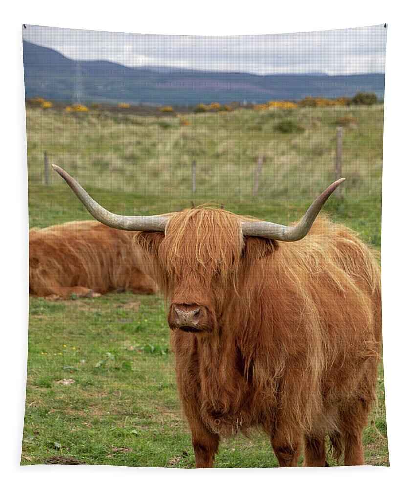 Animal Tapestry featuring the photograph Highland Cow 1396 by Teresa Wilson