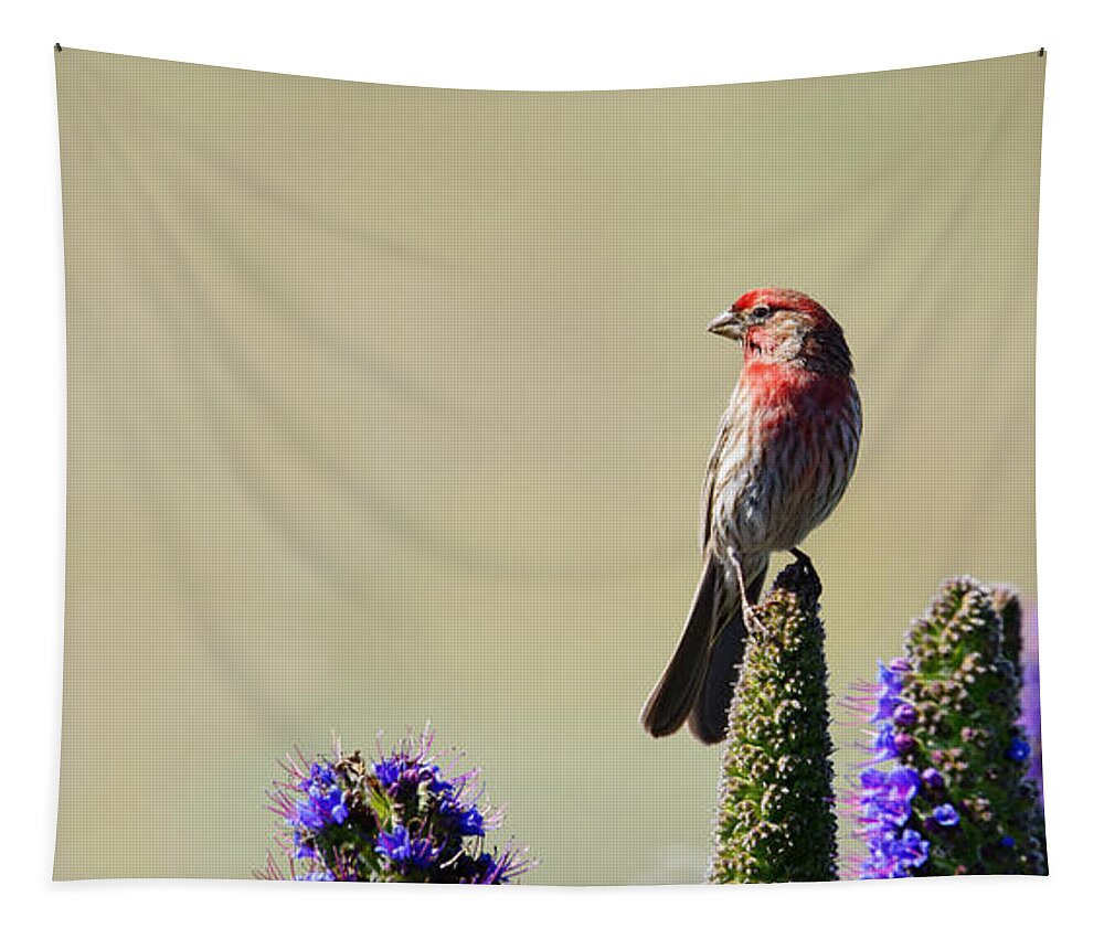 Animals Tapestry featuring the photograph Hollywood Finch -- House Finch in San Simeon, California by Darin Volpe