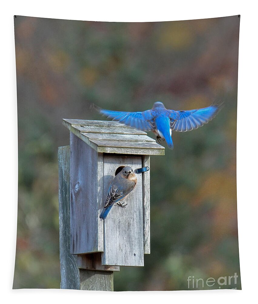 Bluebird Tapestry featuring the photograph Home at Last by Amy Porter