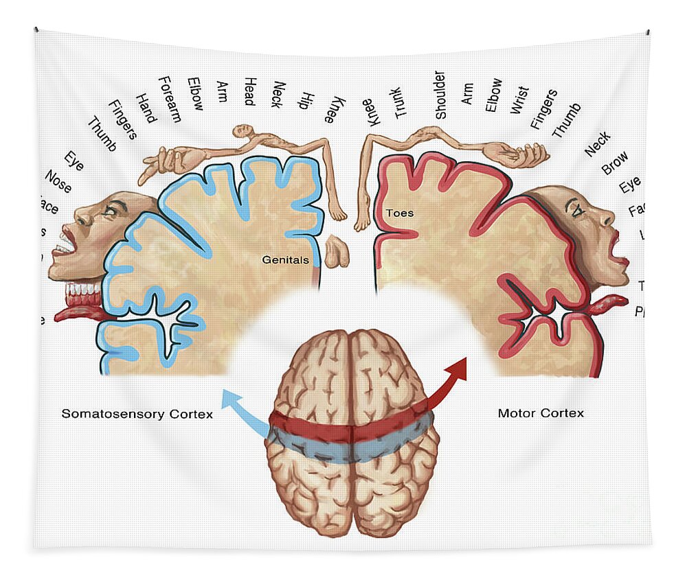 Anatomy Tapestry featuring the photograph Homunculus Map by Spencer Sutton