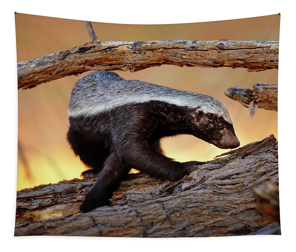 Honey Badger Tapestry featuring the photograph Honey Badger by Johan Swanepoel
