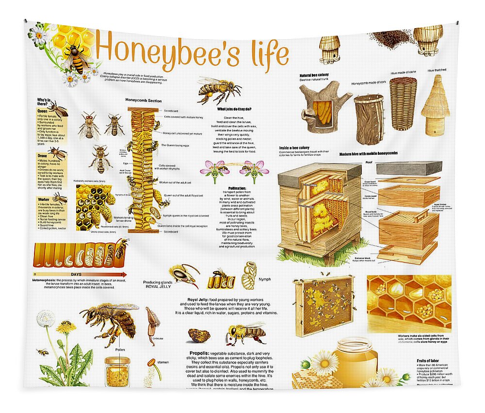 Honey Tapestry featuring the drawing Honey Bees Infographic by Gina Dsgn