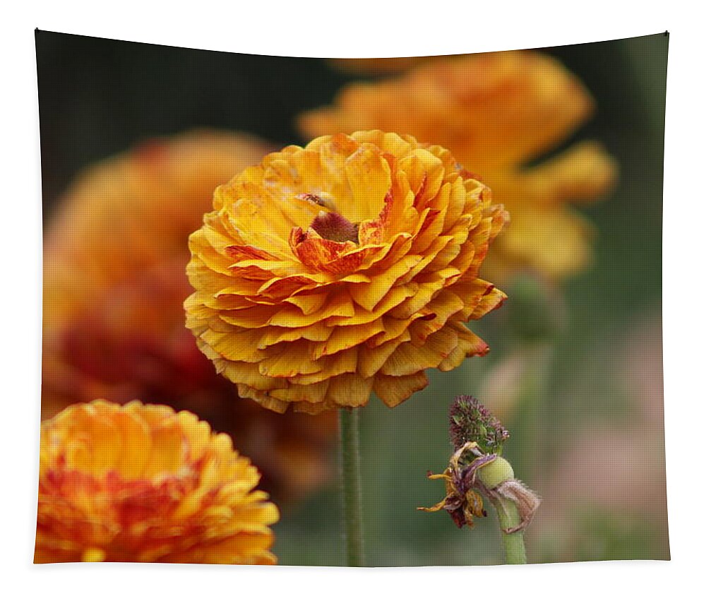 Honey Brown Ranunculus Tapestry featuring the photograph Honey Brown and Pumpkin Ranunculus by Colleen Cornelius