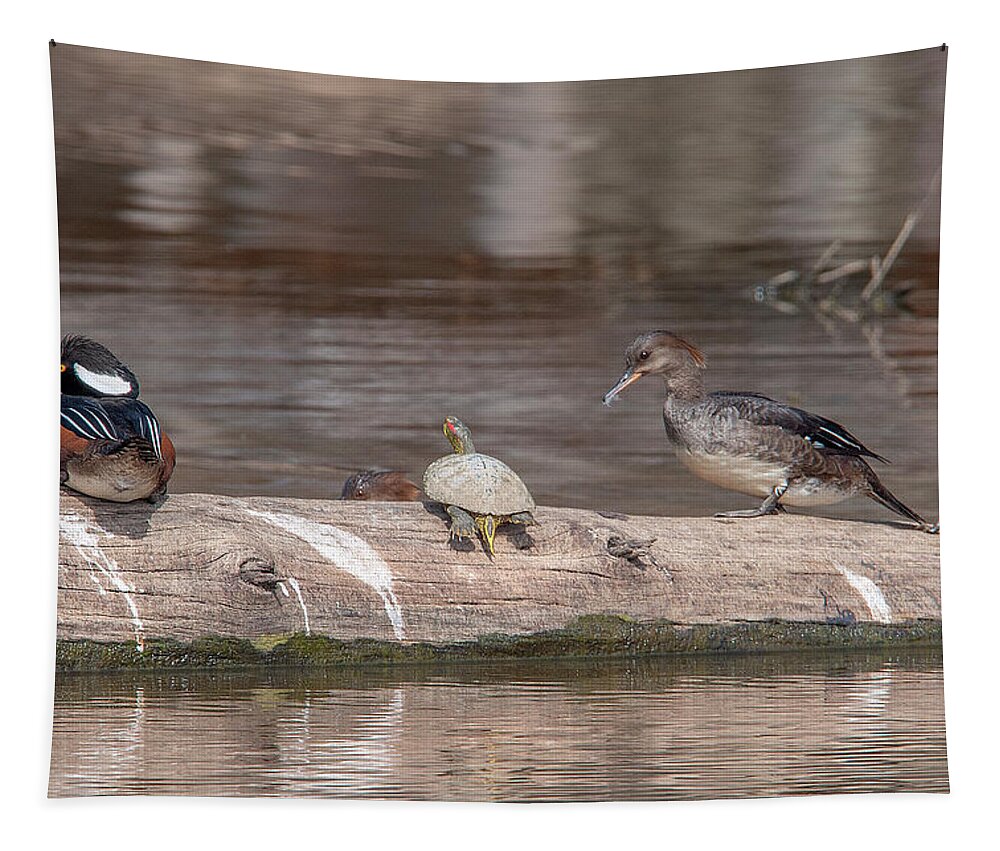 Nature Tapestry featuring the photograph Hooded Merganser Pair Resting DWF0175 by Gerry Gantt