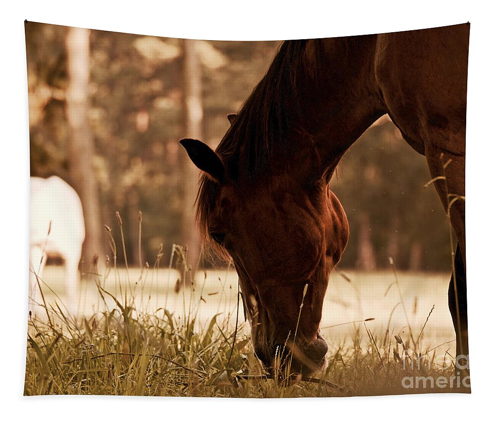 Horses Tapestry featuring the photograph Horses Graze in the Evening by Rachel Morrison