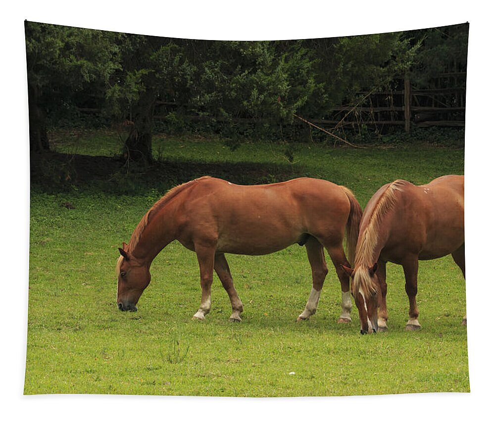Beautiful Tapestry featuring the photograph Horses in a Field by Travis Rogers