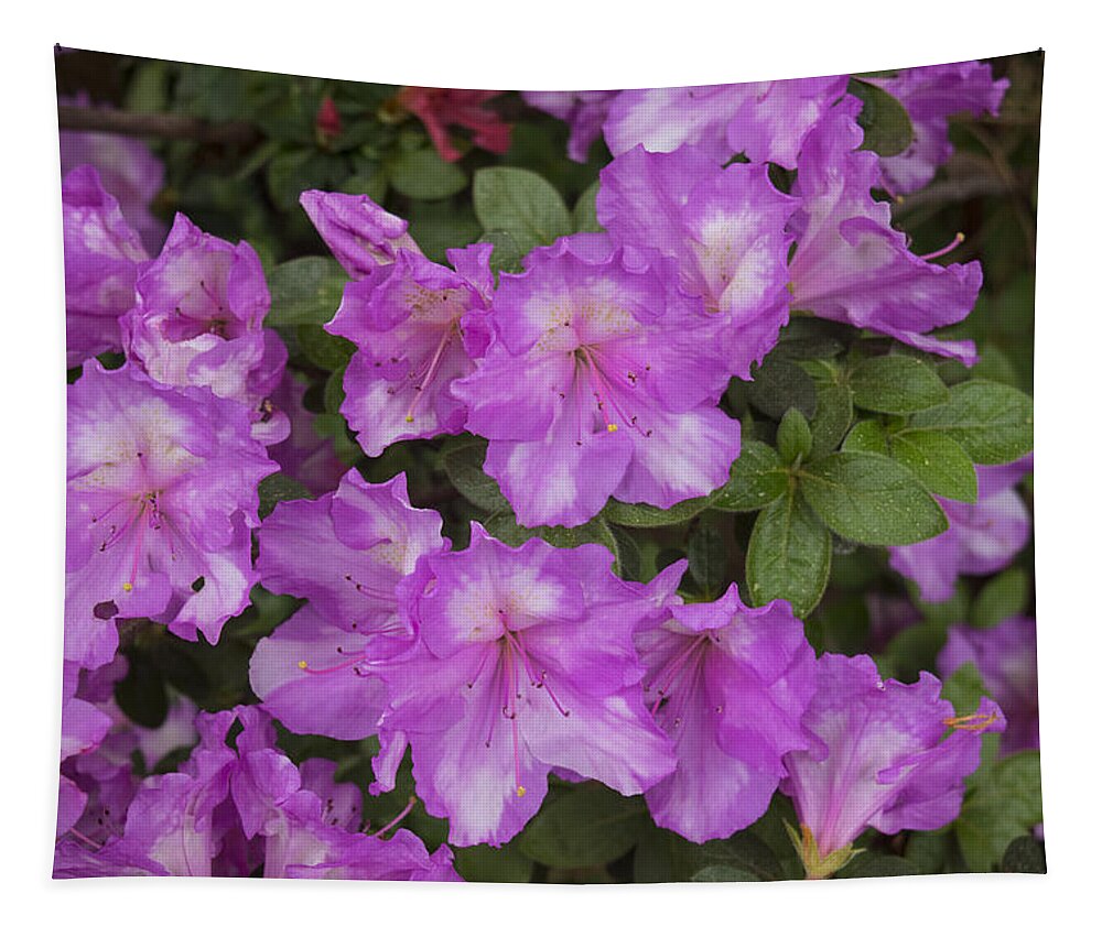 Hot Pink Azaleas Tapestry featuring the photograph Hot Pink Azaleas by Frank Wilson