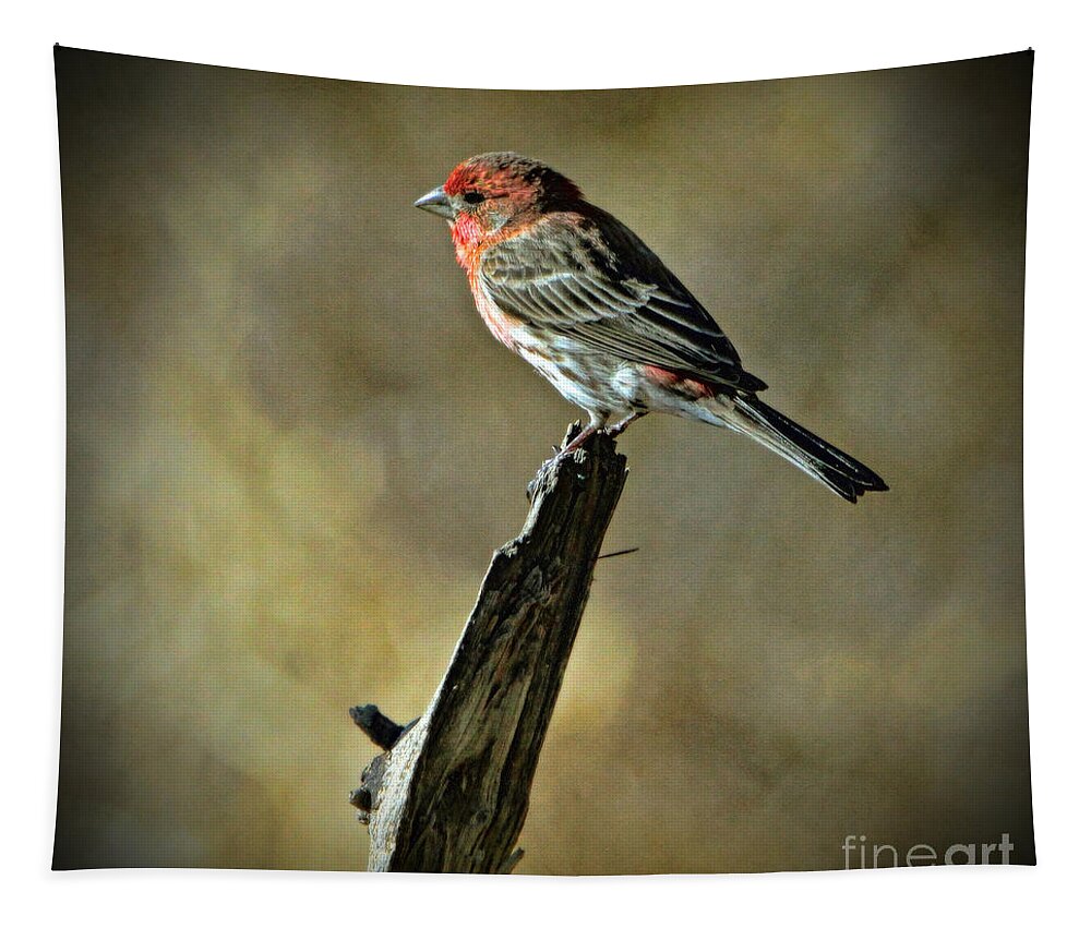 House Finch Tapestry featuring the photograph House Finch by Elizabeth Winter