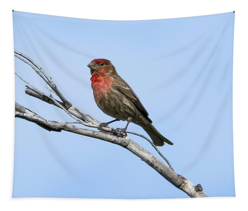 Myhaver Photography Tapestry featuring the photograph House Finch h11 by Mark Myhaver
