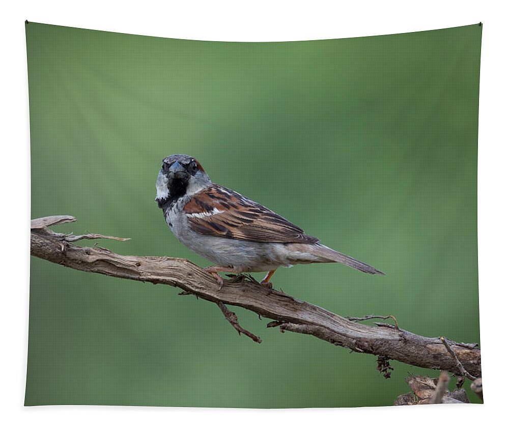 House Sparrow Tapestry featuring the photograph House Sparrow by Holden The Moment