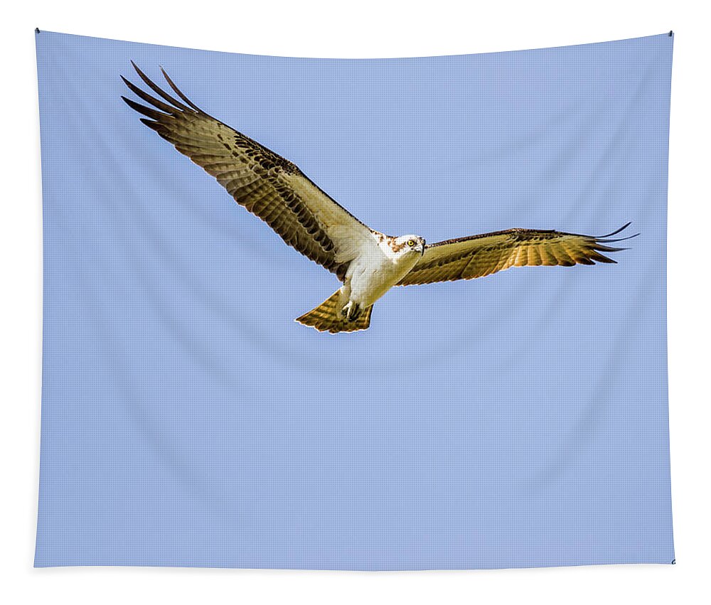 Raptor Tapestry featuring the photograph Hovering Raptor by Fran Gallogly
