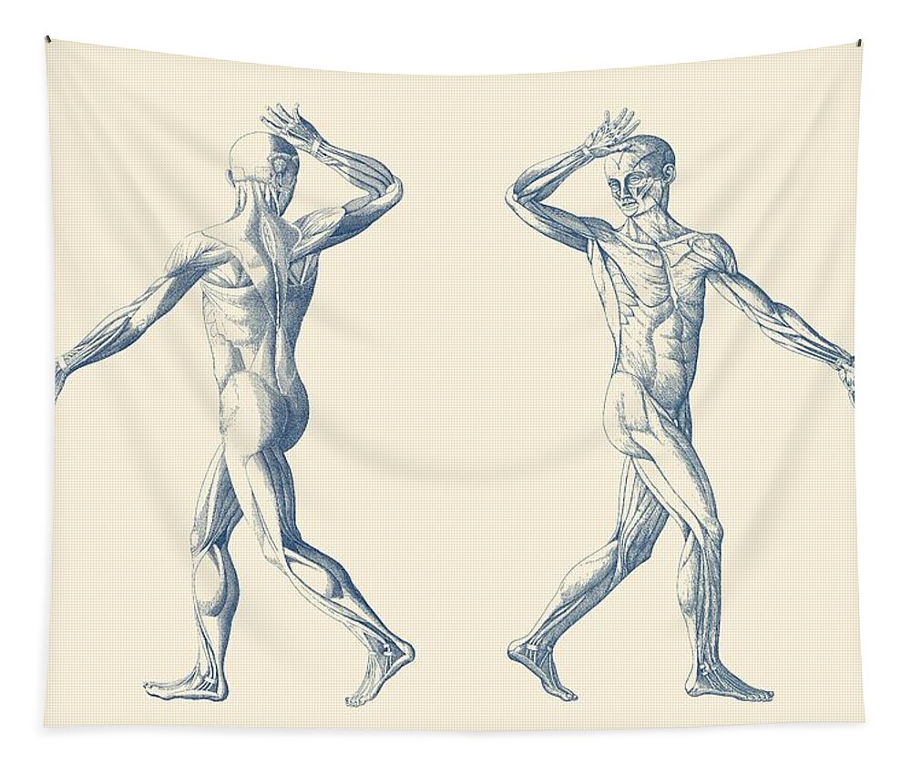 Muscular System Tapestry featuring the drawing Human Muscular System - Dual View - Vintage Anatomy Poster by Vintage Anatomy Prints