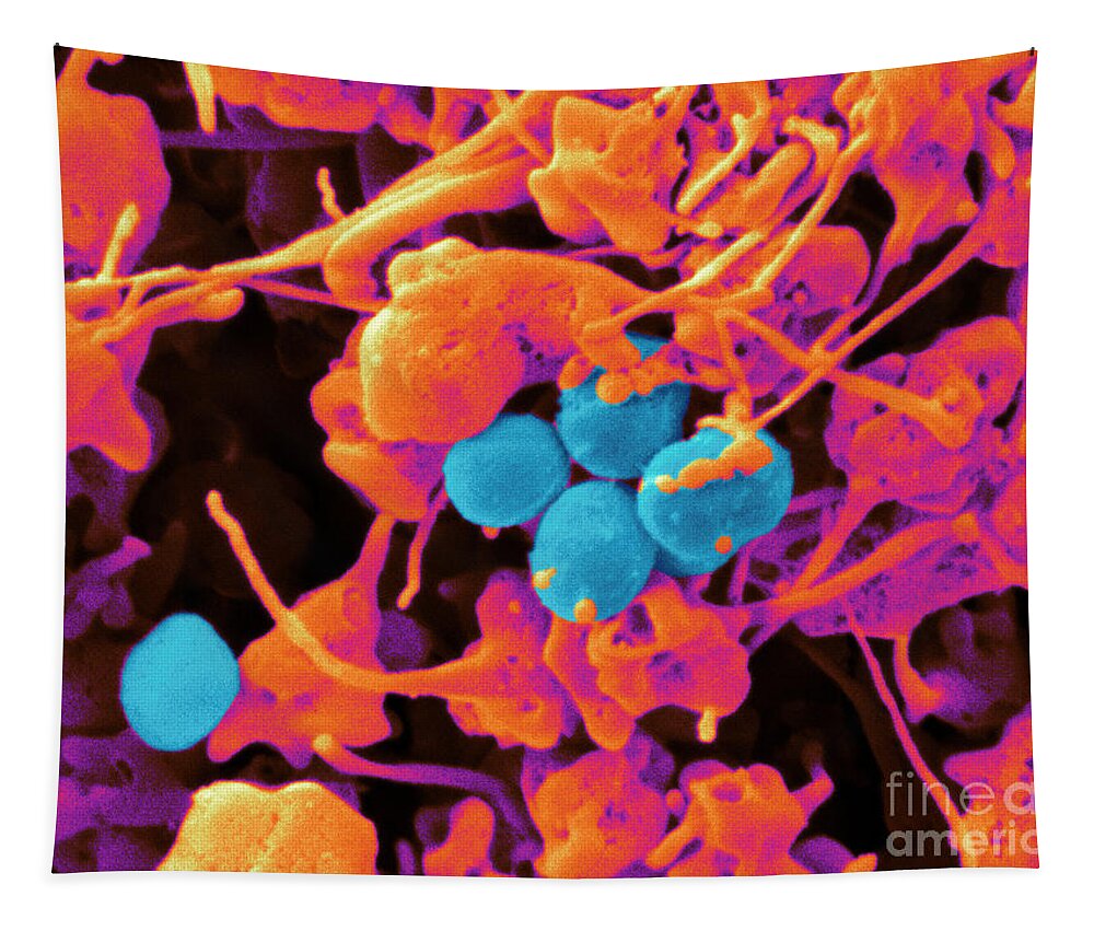 Platelets Tapestry featuring the photograph Human Platelets & Staphylococcus, Sem by Scimat