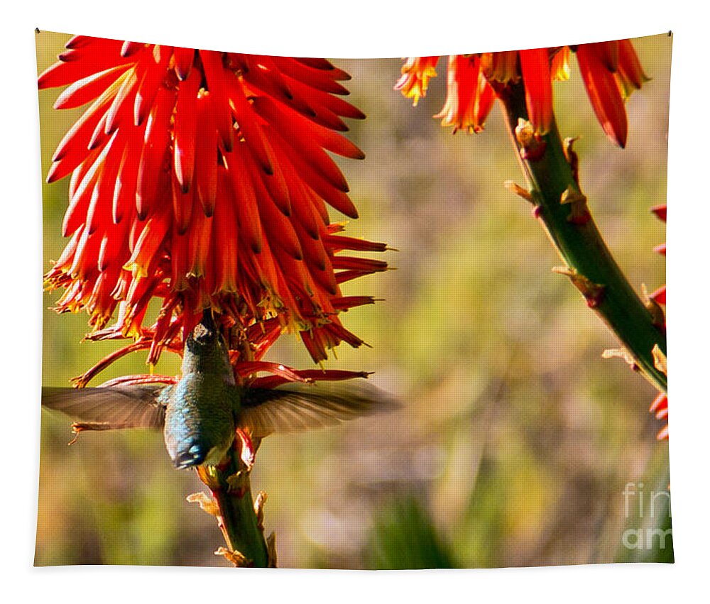 Anna's Hummingbird Tapestry featuring the photograph Hummingbird Feeding by Kelly Holm