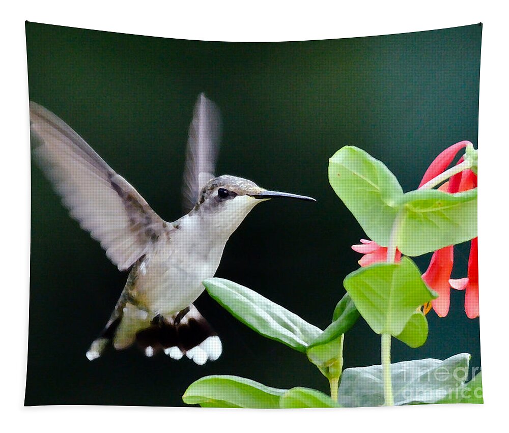 Hummingbird Tapestry featuring the photograph Hummingbird On The Approach by Kerri Farley
