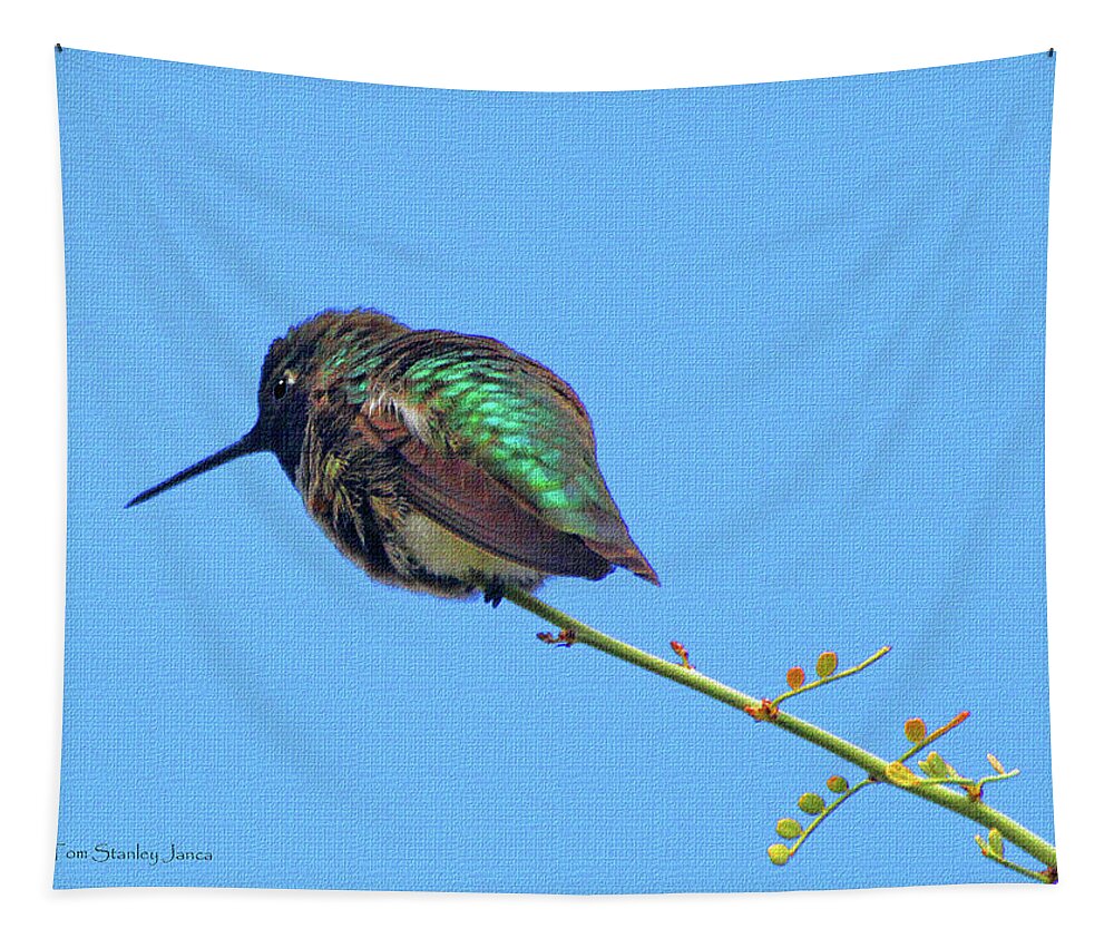Hummingbird Resting Tapestry featuring the photograph Hummingbird Resting by Tom Janca