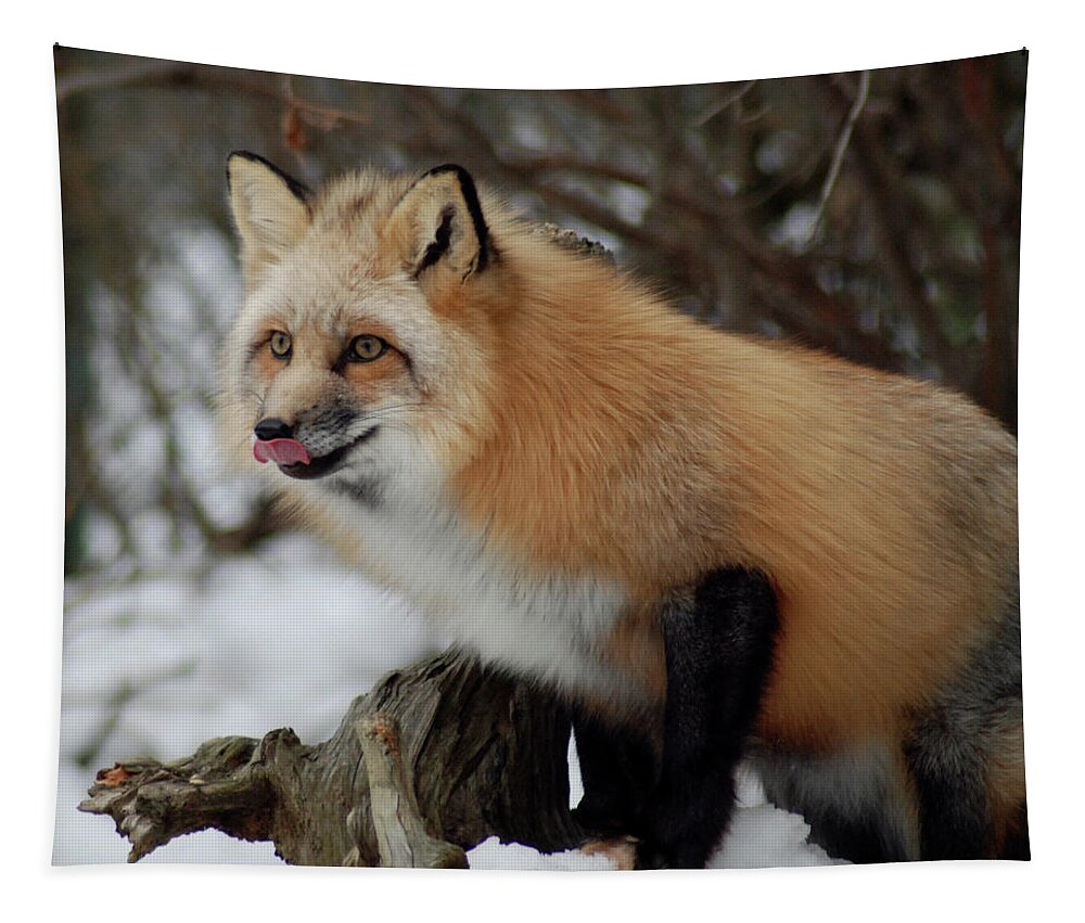 Fox Tapestry featuring the photograph Hungry Fox by Richard Bryce and Family