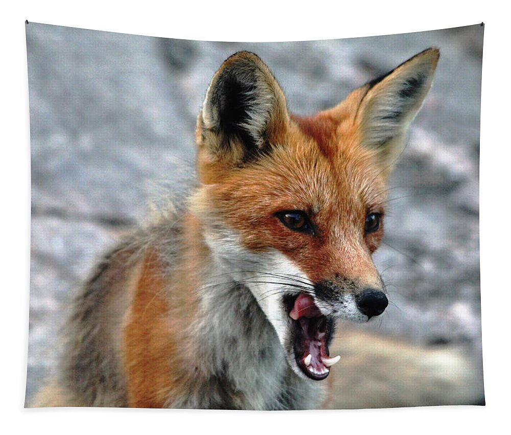 Fox Tapestry featuring the photograph Hungry Red Fox Portrait by Debbie Oppermann