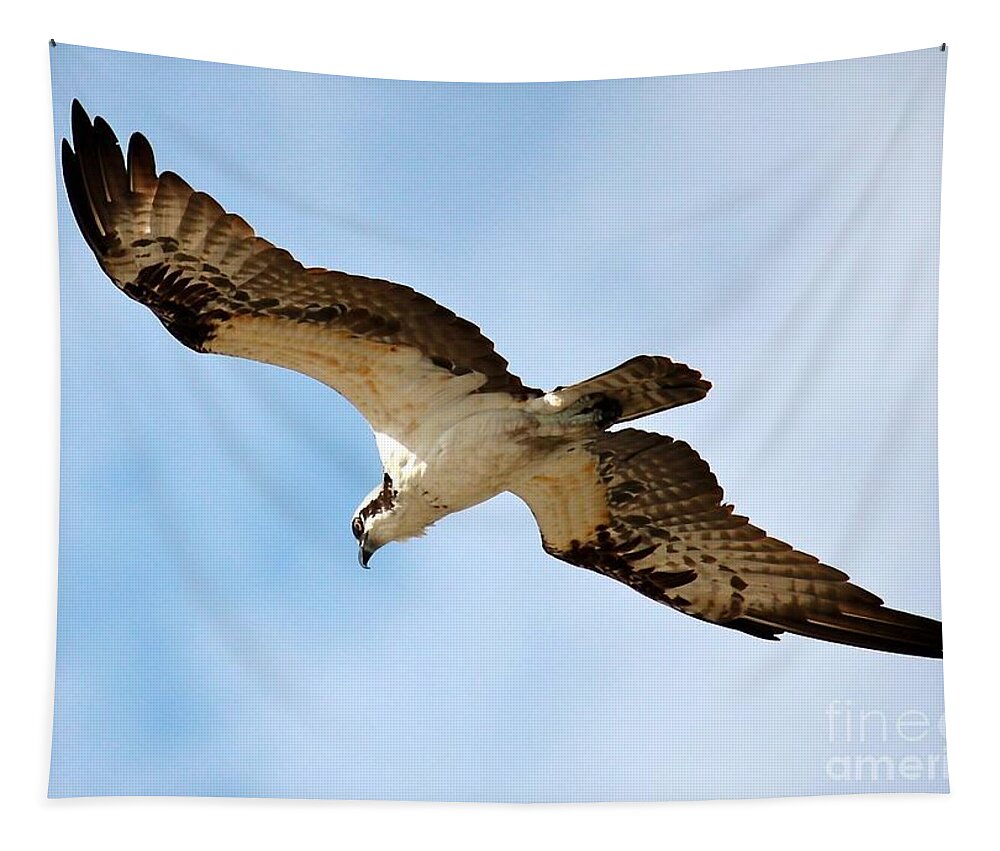 Osprey Tapestry featuring the photograph Hunter Osprey by Carol Groenen