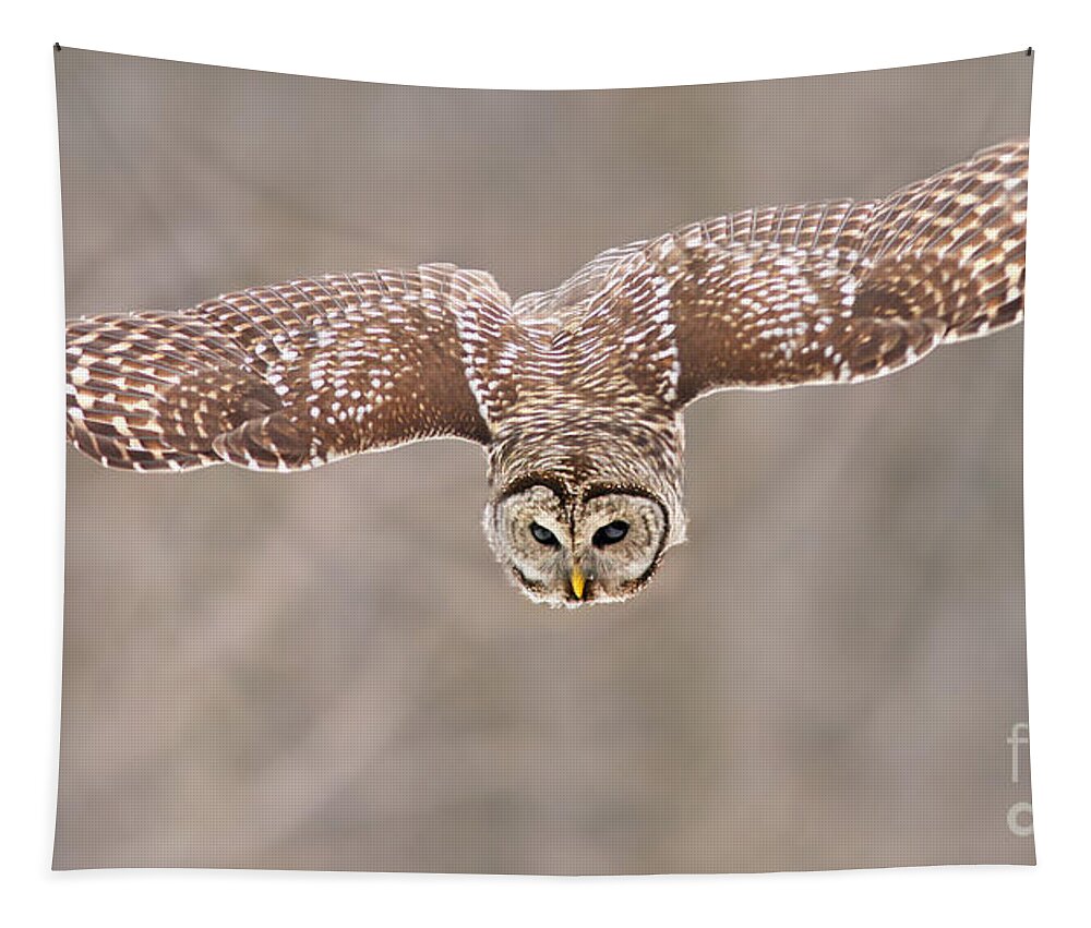 Wild Tapestry featuring the photograph Hunting Barred Owl by Mircea Costina Photography