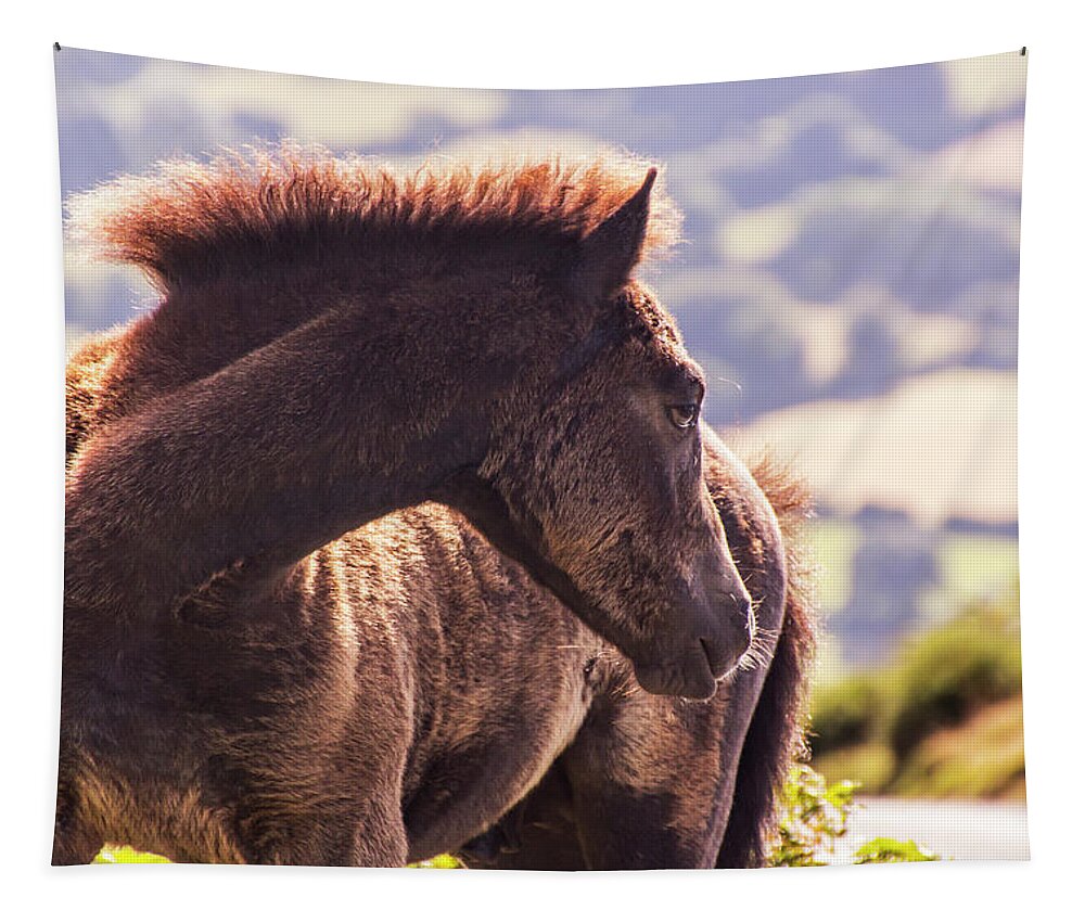 Pony Tapestry featuring the photograph I Can See You by Tom Conway