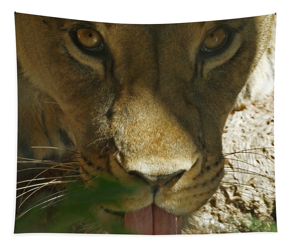 Lion Tapestry featuring the photograph I See You 2 by Ernest Echols