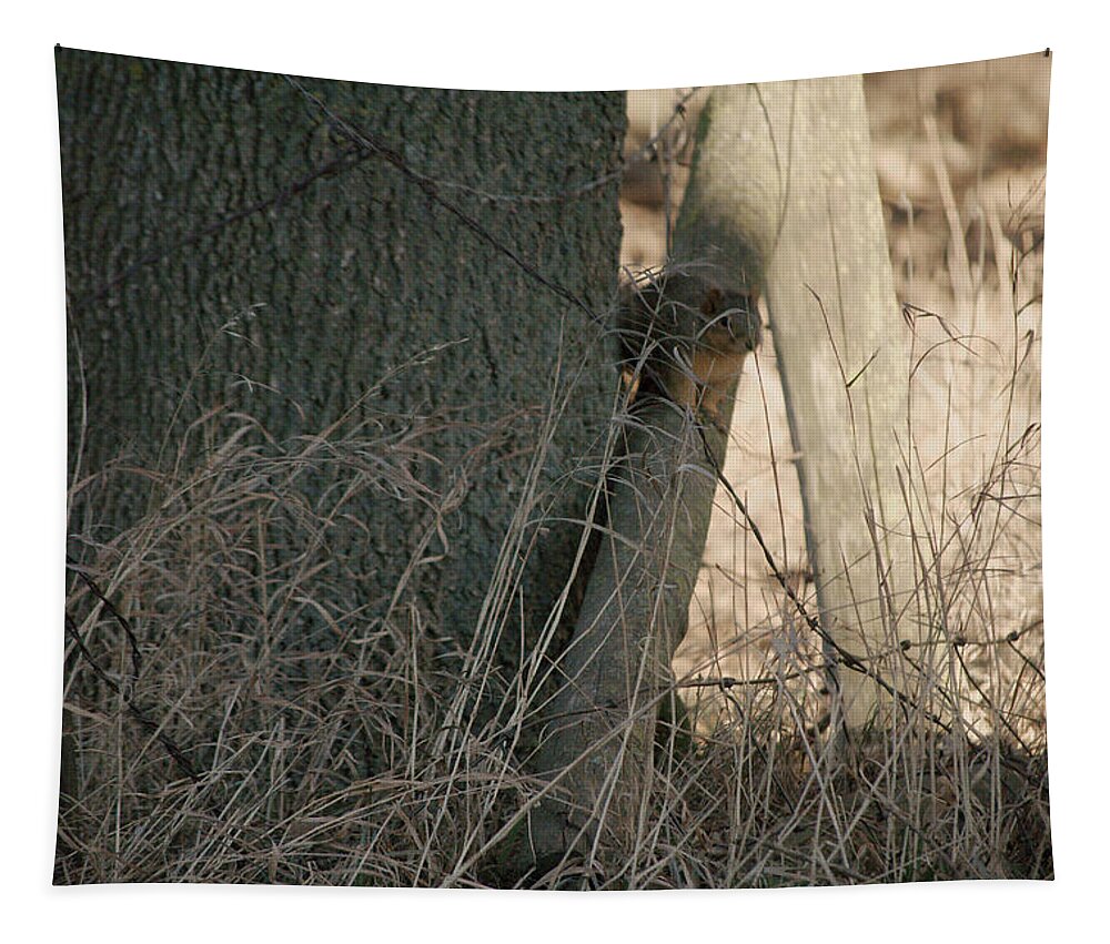Squirrel Tapestry featuring the photograph I see you by Troy Stapek