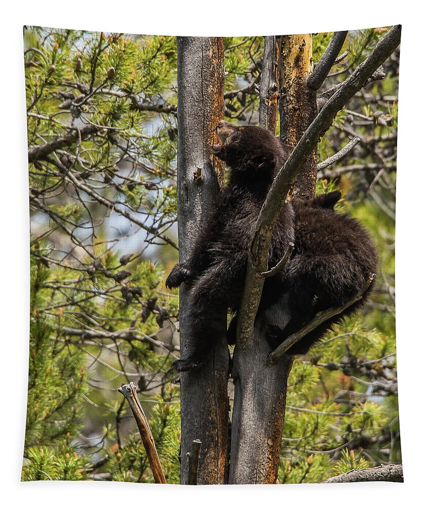 Black Bears Tapestry featuring the photograph I Want My Mom by Yeates Photography