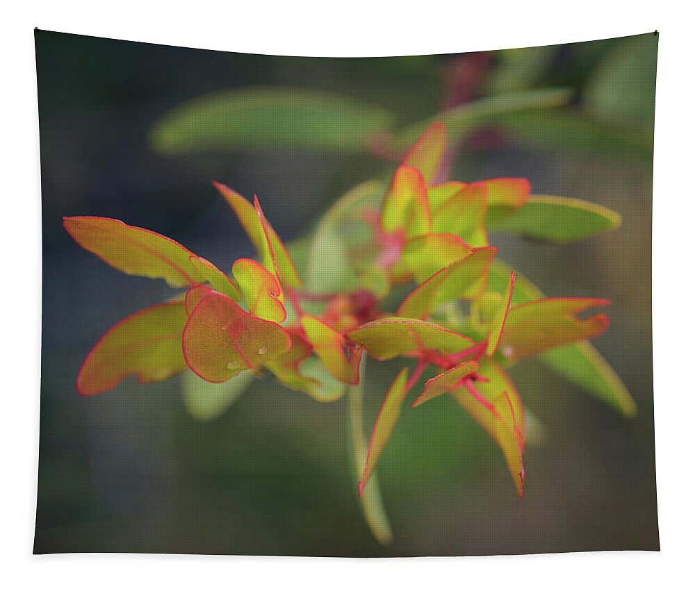 Manzanita Tapestry featuring the photograph I Want To Be A Rainbow by Alexander Kunz