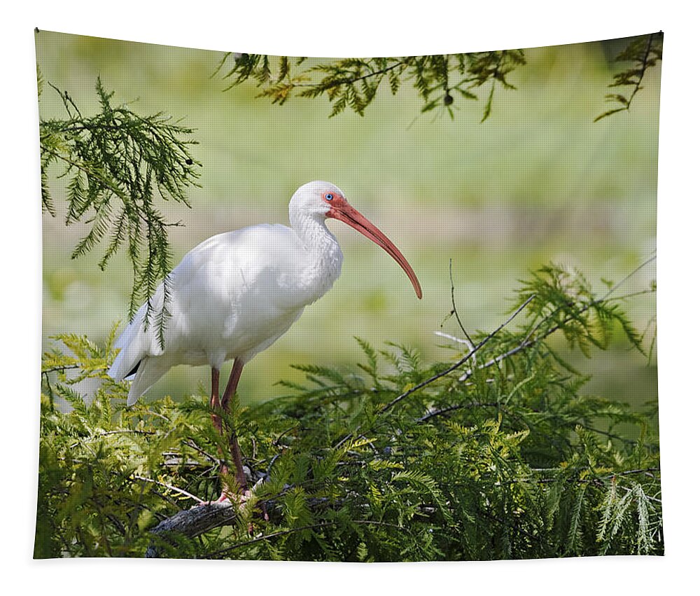 Ibis Tapestry featuring the photograph Ibis in Cypress by Patrick Lynch