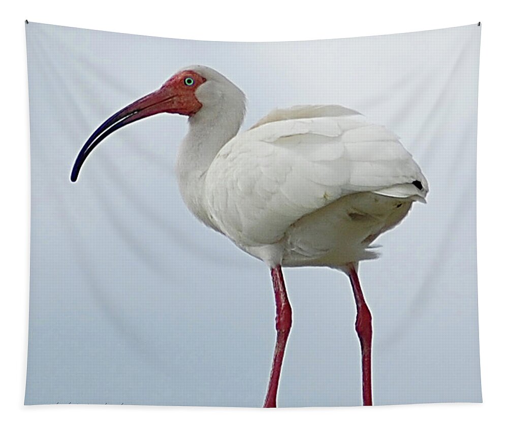 Bird Tapestry featuring the digital art Ibis in the Morning by DigiArt Diaries by Vicky B Fuller