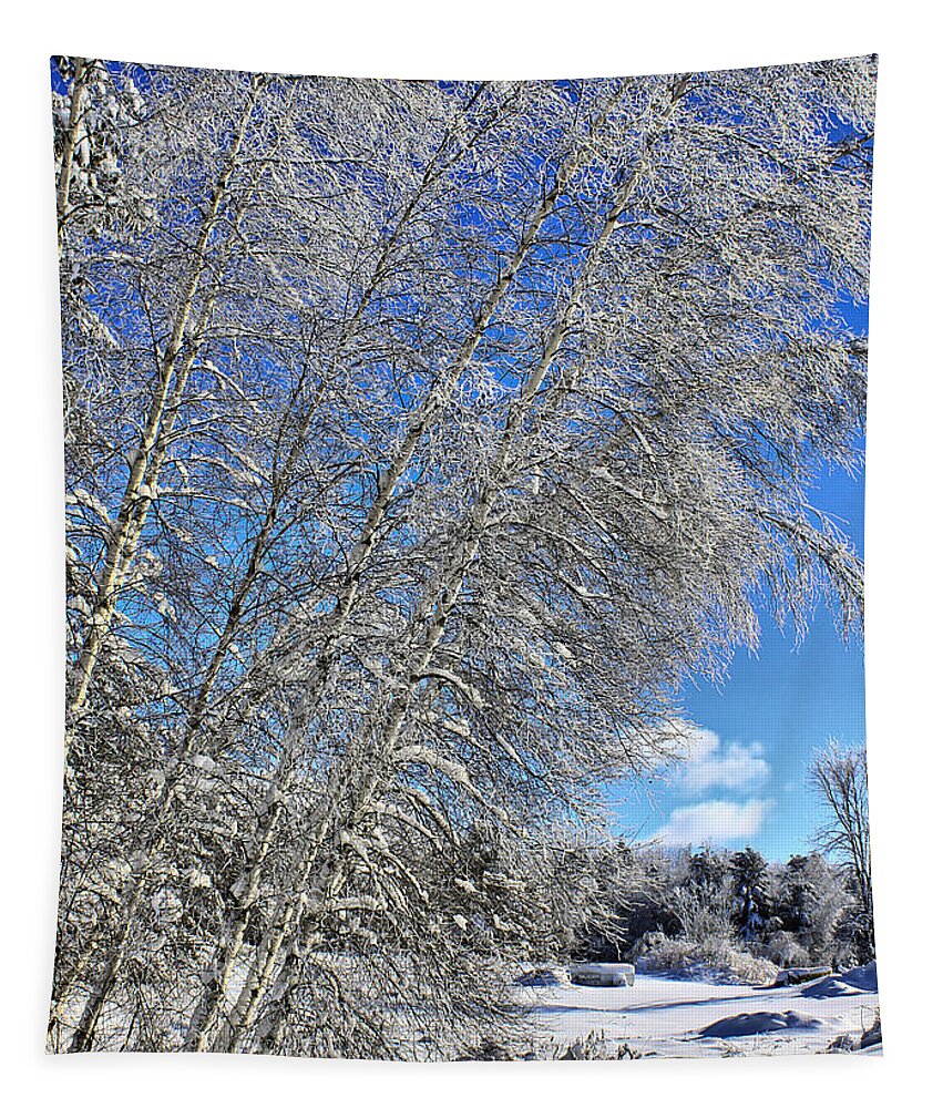 Snow Tapestry featuring the photograph Ice Laden Birches by Deborah Benoit