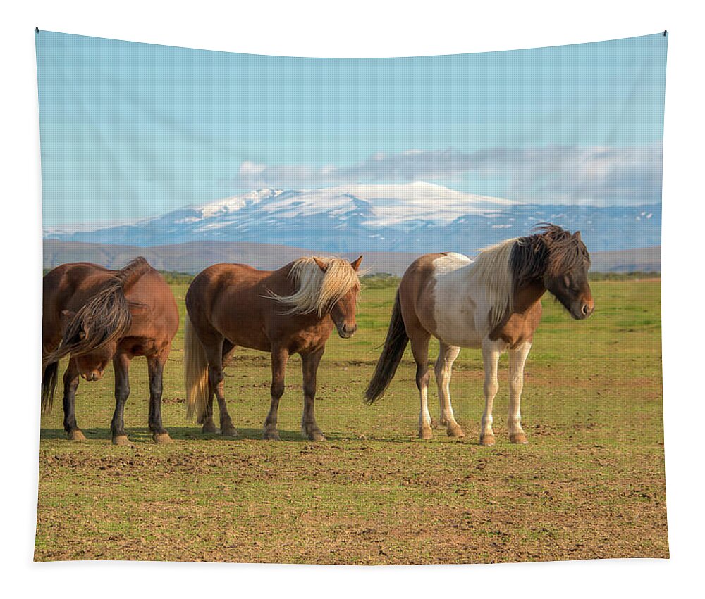 Icelandic Horse Tapestry featuring the photograph Icelanders 0639 by Kristina Rinell