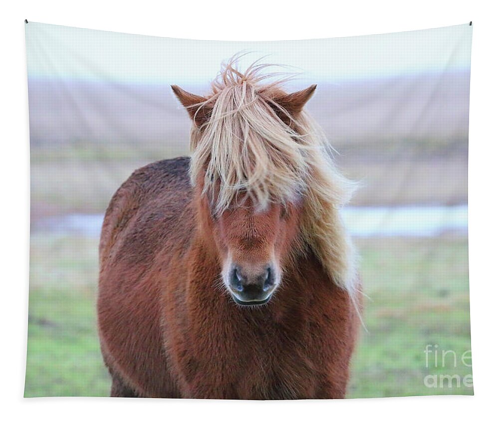 Icelandic Horse Tapestry featuring the photograph Icelandic Horse 7137 by Jack Schultz