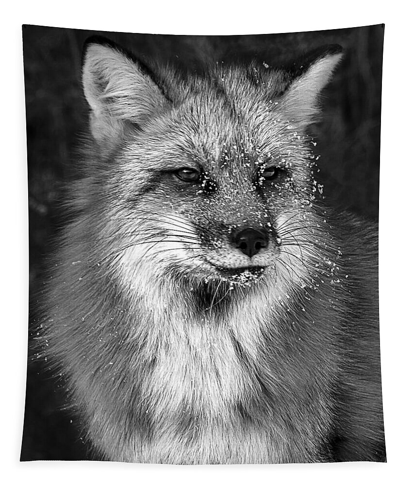 Icy Fox Tapestry featuring the photograph Icy Fox by Wes and Dotty Weber